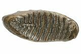 Fossil Woolly Mammoth Molar - Nice Preservation #235035-4